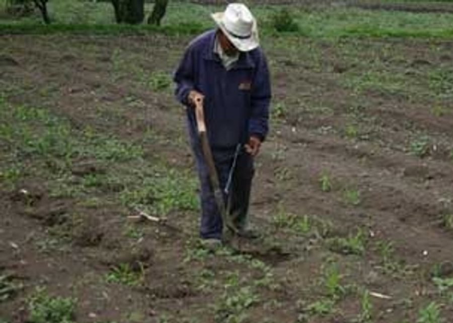 Campesino trabajando la tierra con azadón